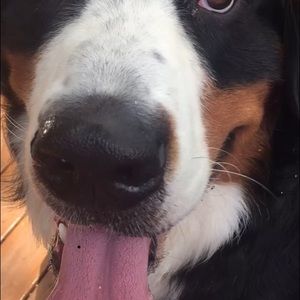 Meet your Posher, Donna